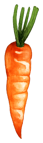 Havuç